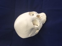 Human skull produced from CT-scan