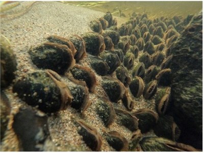 Swedish Anglers Association took high school students to freshwater pearl mussel stream