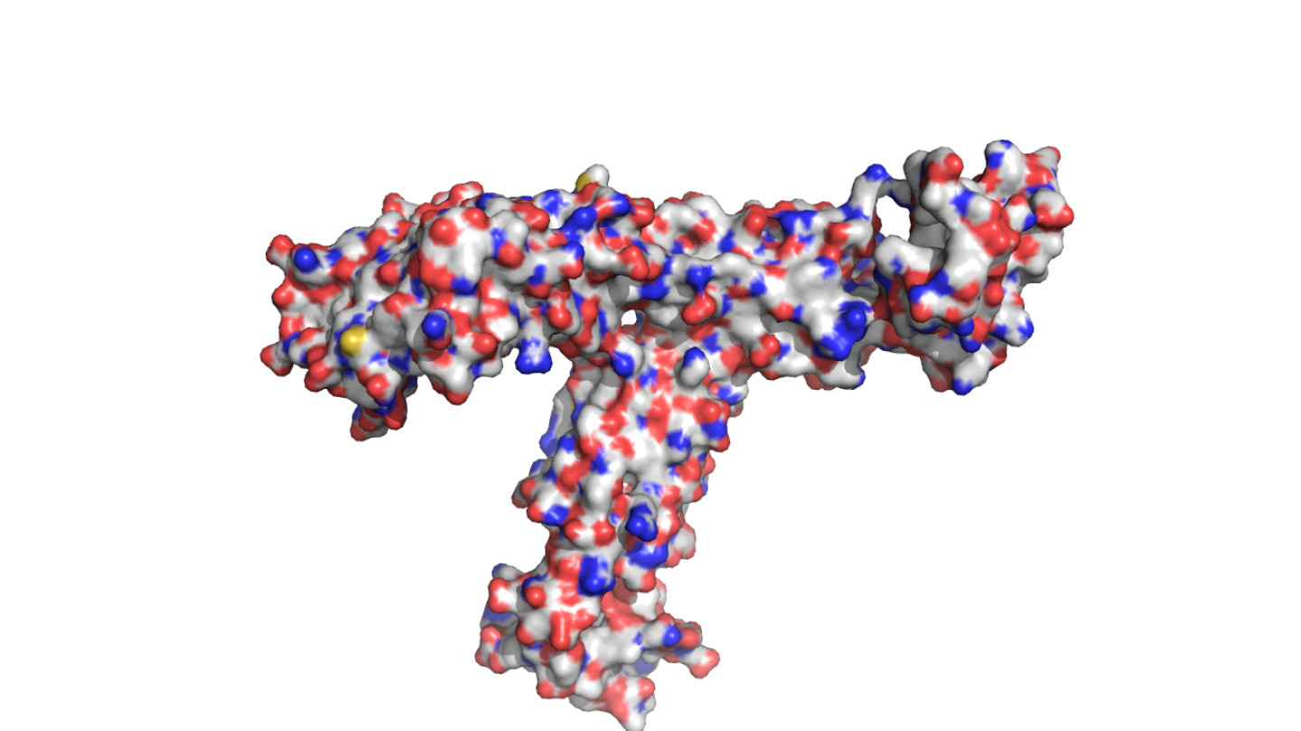 This figures shows a molecular model of filamin mechanosensory region