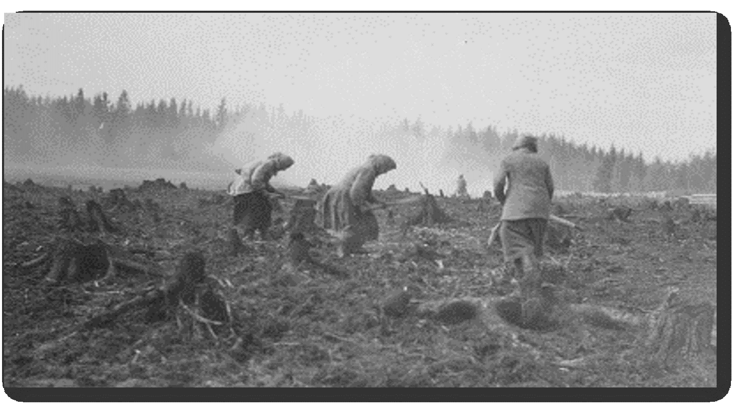 Kolema palonruokkijaa Maaningan Tuovilanlahdella v. 1928