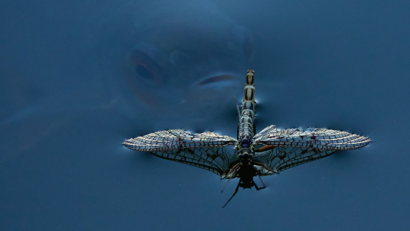 Uhka syvyyksistä, Antti Strang / Vuoden luontokuvat 2022