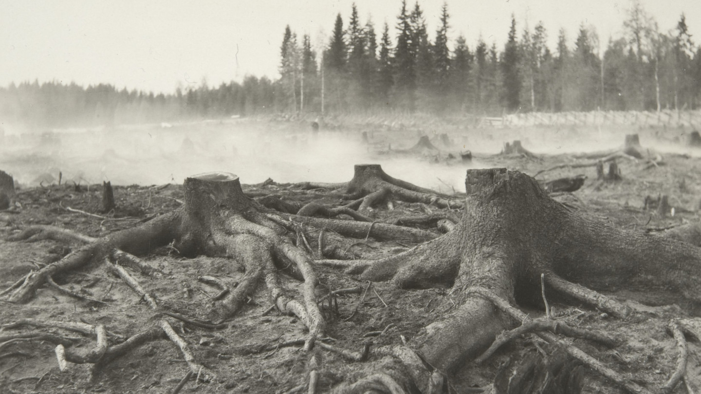 Ahti Rytkönen (1928): Savolan talon savuava kaski, kantoja ja palomaalla matavia juurakoita, Maaninka. Kansatieteen kokoelma, Museovirasto.