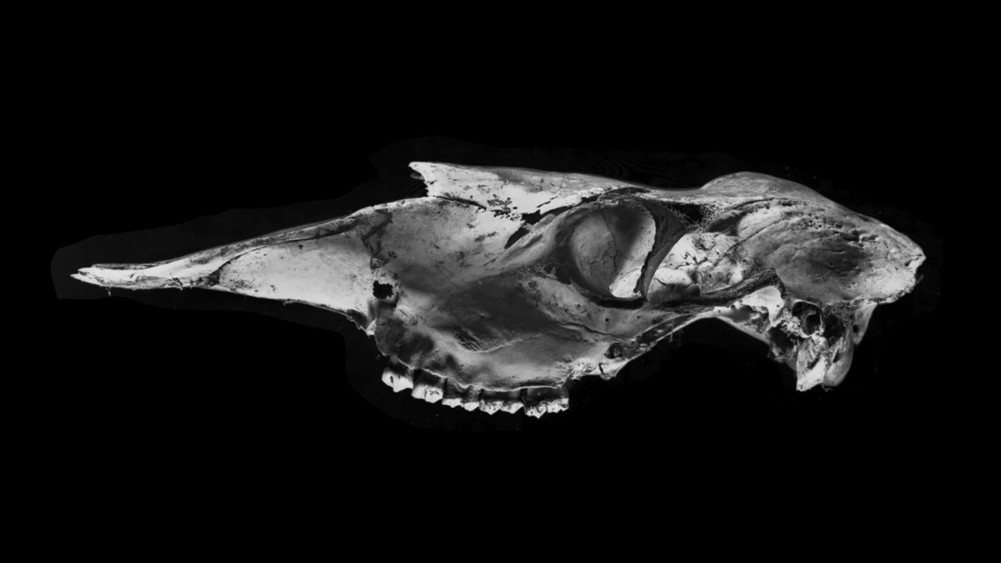 Mustavalkoinen valokuva eläimen pääkallosta