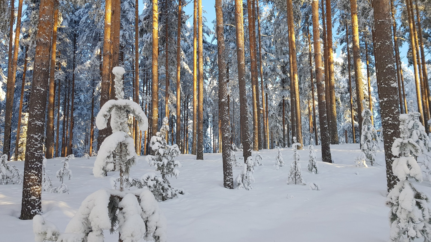 Luminen metsämaisema, jossa aurinko paistaa puiden runkojen lomasta.