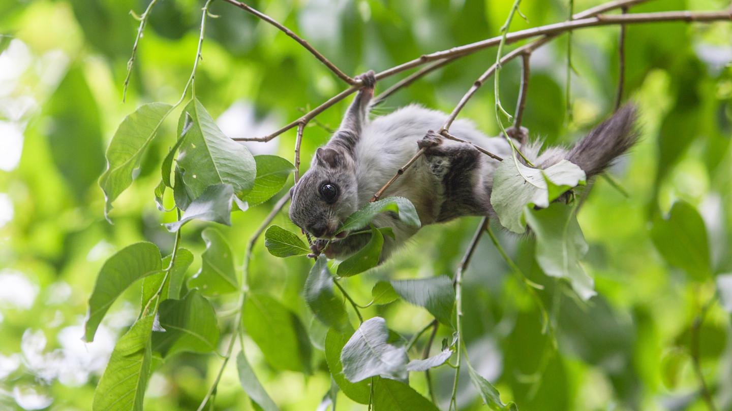 Liitoorava oksistossa