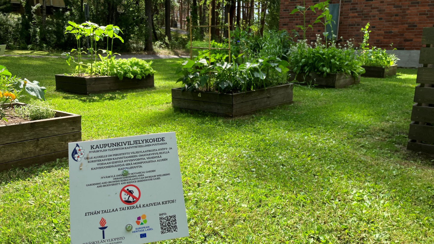 Jyväskylän yliopiston kasvitieteellisessä puutarhassa voi viljellä hyöty ja koristekasveja viljelylaatikoissa.