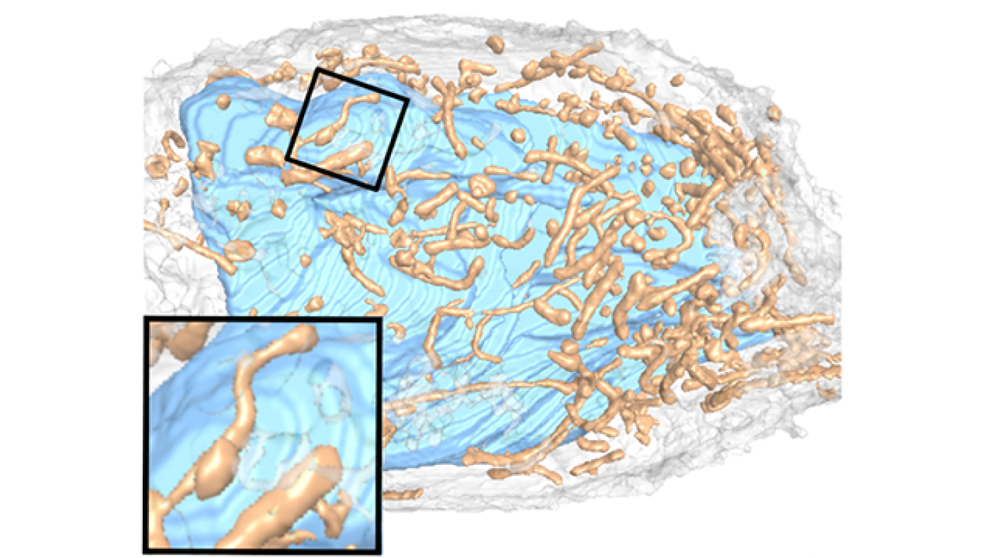 mitochondria-Cryo-soft X-ray tomography 3D
