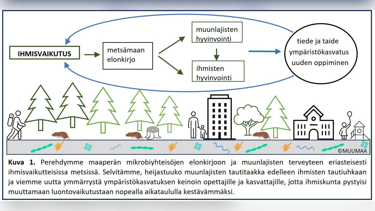Kaavakuva ihmisvaikutuksesta metsien mikrobiyhteisöihin, ihmisen ja muunlajisten hyvinvointiin sekä edelleen uuteen tietoon perustuvaan ympäristökasvatukseen.