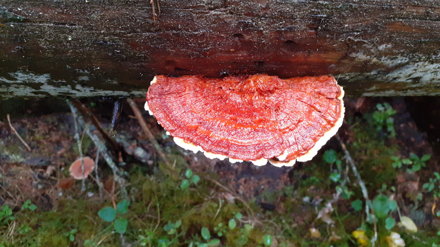 Rusokääpä