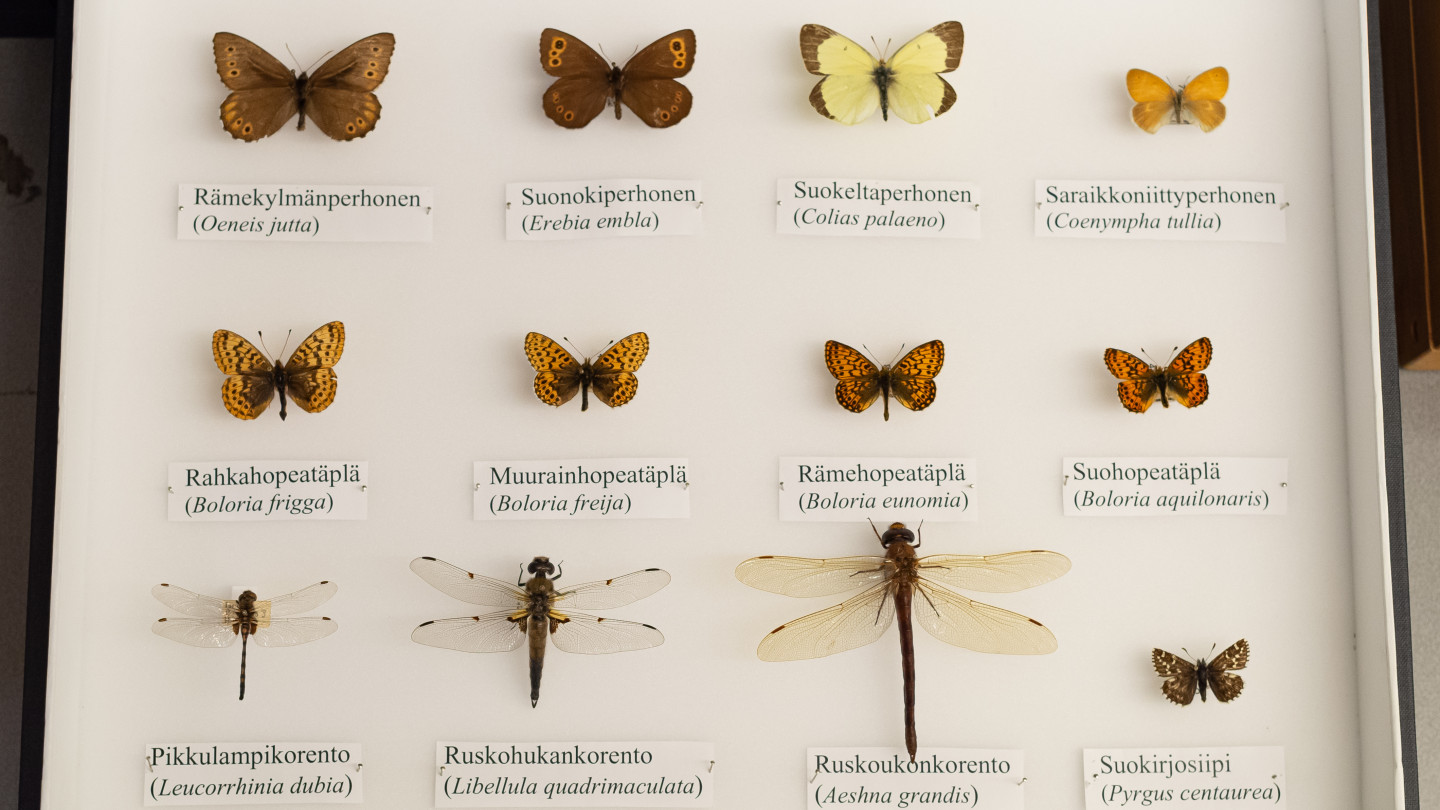 Perhosia ja sudenkorentoja