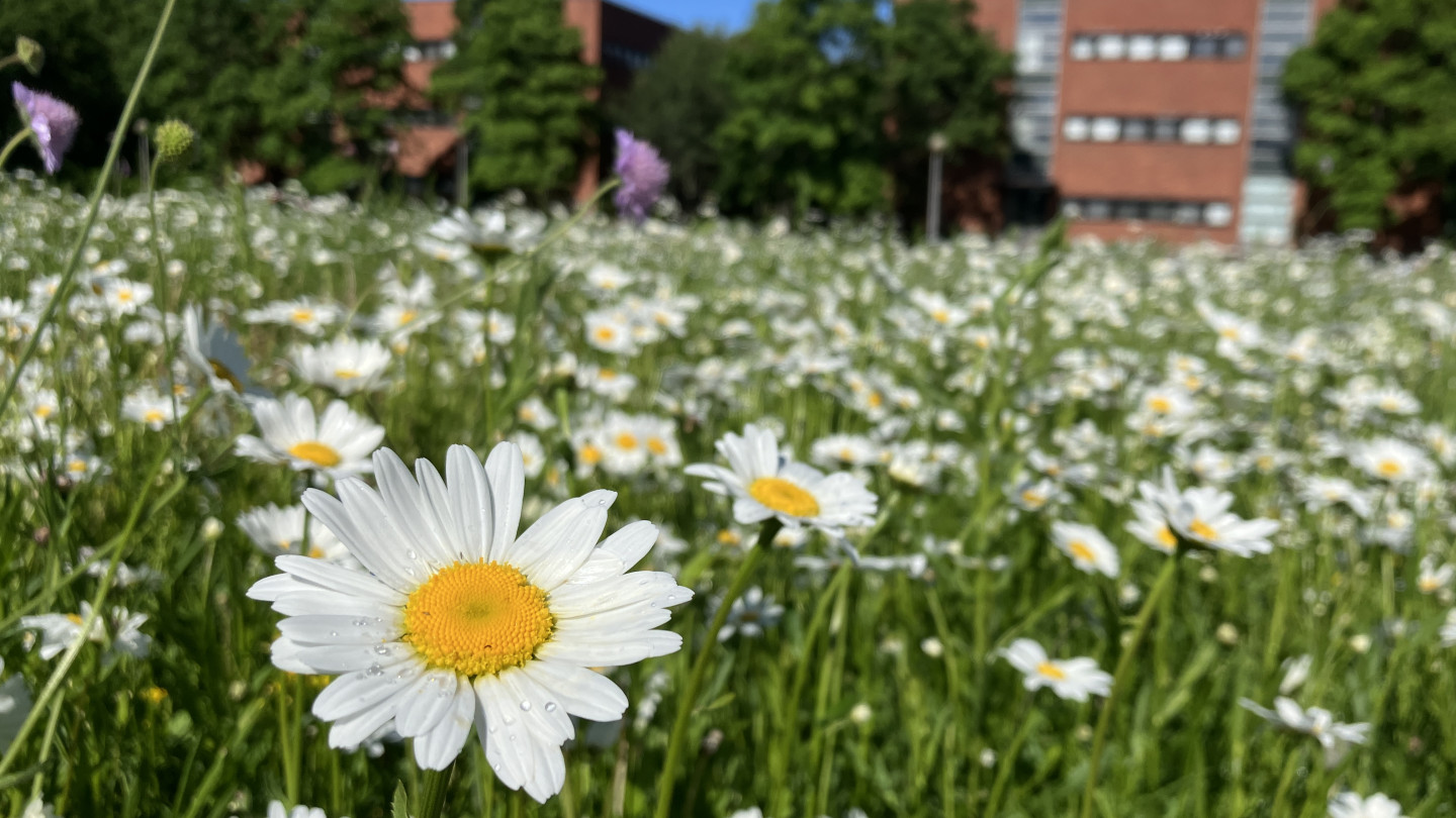 Mattilanniemen niittyä