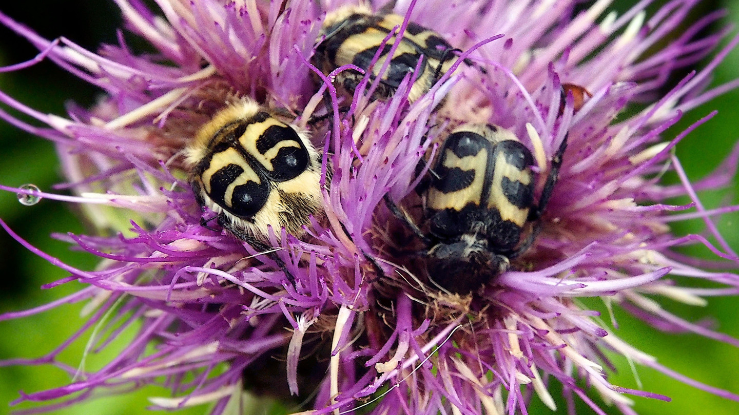 Keltamustia kimalaiskuoriaisia violetin nurmikaunokin kukassa. Kuva Tuomo Kuitunen.