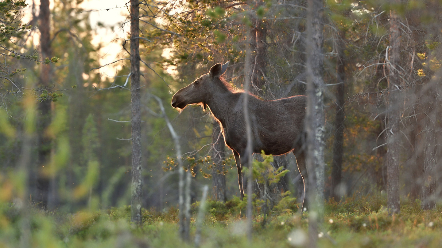 Hirvi Suomen metsässä