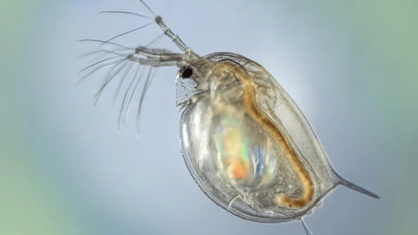 Image of an individual daphnia (water flea), a key research taxa in the Zoo-PUFA project