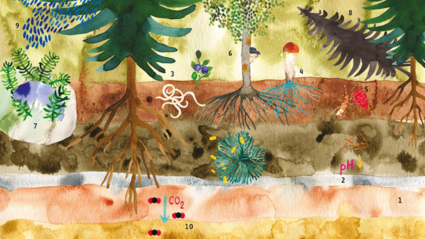 Opetusmateriaalia metsämaan eliöyhteisöistä ja ekosysteemeistä.