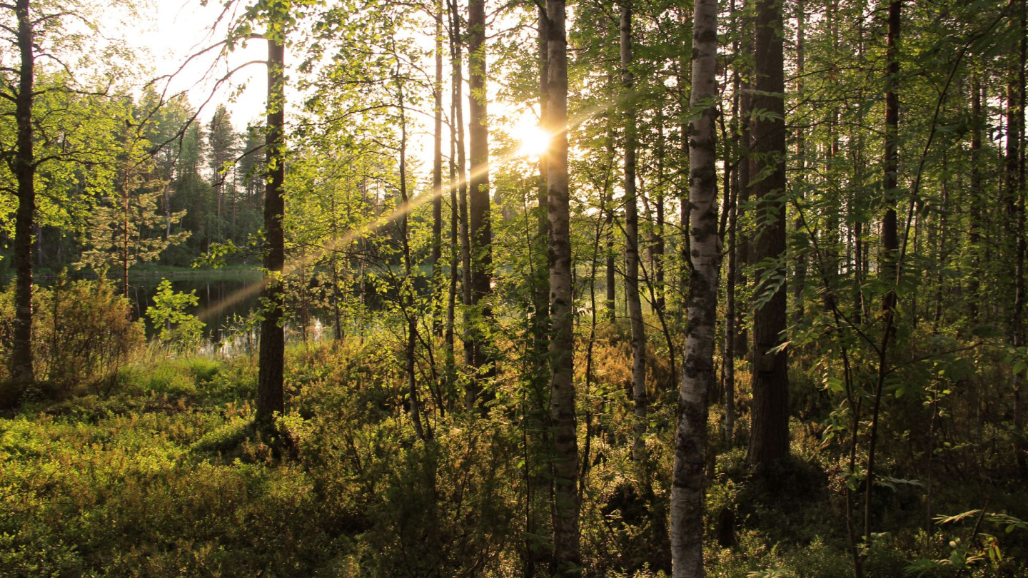 Metsä 4 kuvituskuva