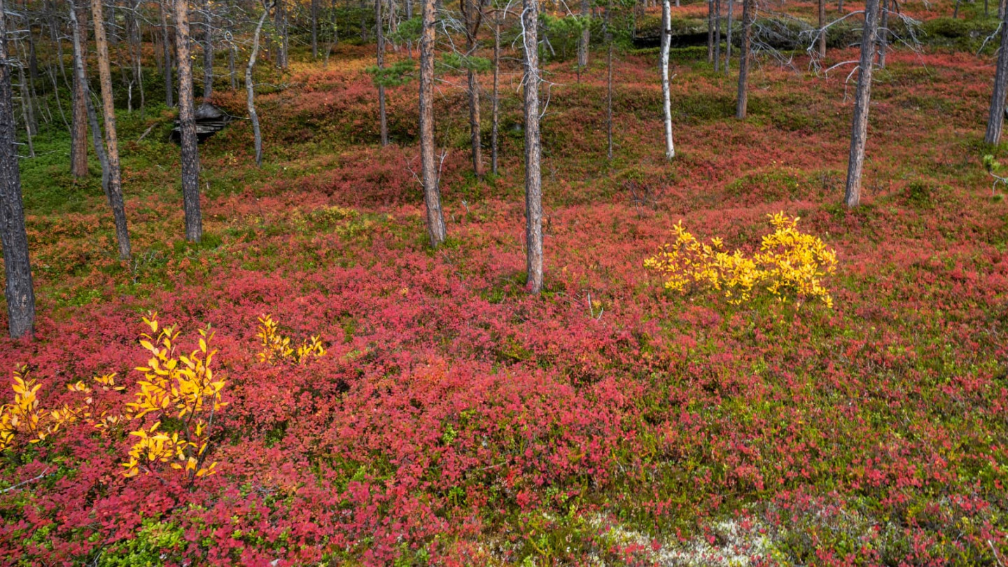 syksyinen metsämaisema