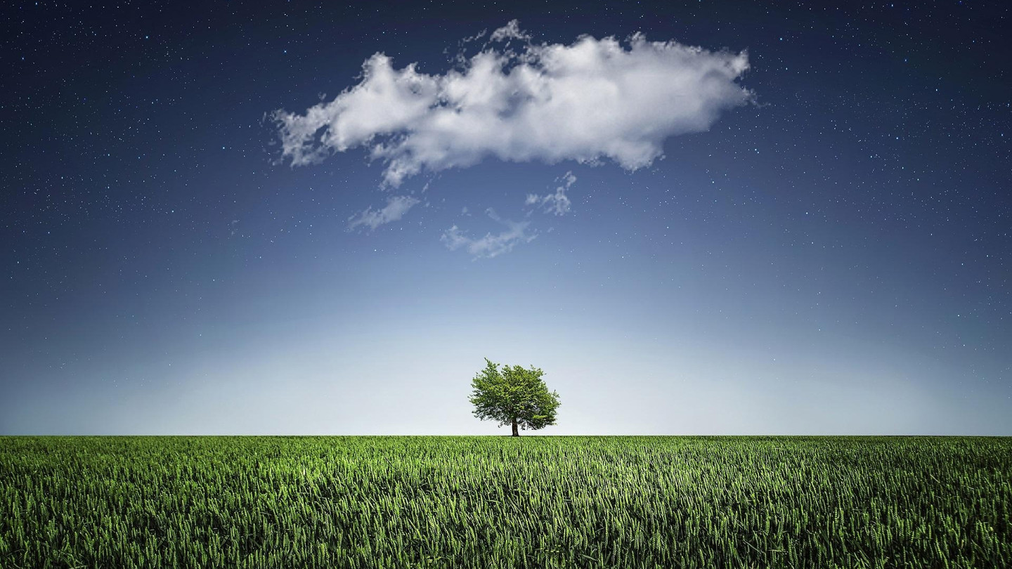 Tree in a field