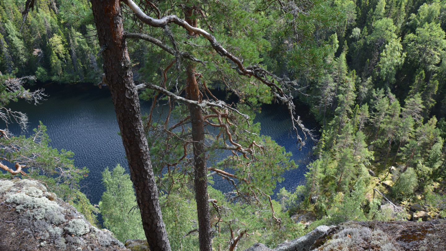 ForestBioFacts kattaa kaiken puupohjaisista tuotteista ja teknologioista kestävään metsänhoitoon.