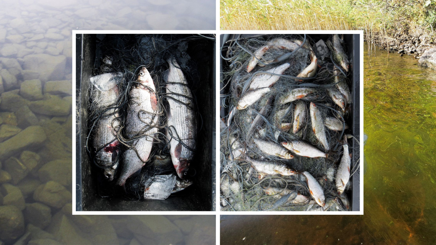 Pohjoisten järvien levä ja kalabiomassa lisääntyvät lämpötilan ja tuottavuuden noustessa, samalla kalayhteisöt muuttuvat siikavaltaisista kohti särkivaltaisia. Kuva: Kimmo Kahilainen &amp; Brian Hayden