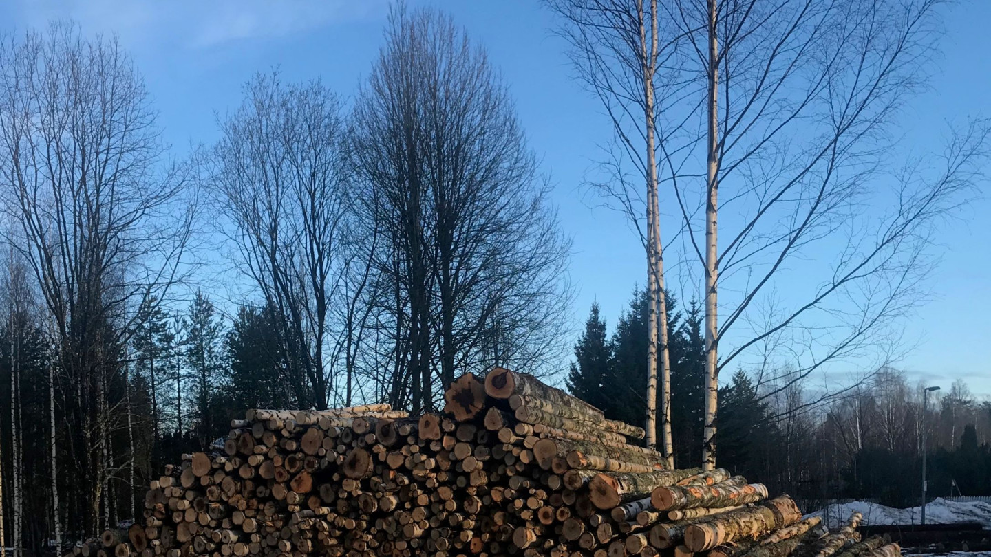 Researches suggest that to secure high levels of multiple forest ecosystem services in the future, they should be targeted in forest planning already now. Picture: University of Jyväskylä/Maria Triviño