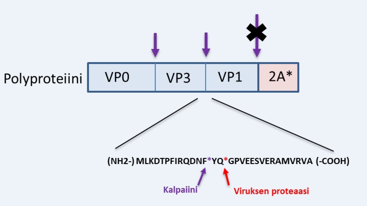 The research done at the University of Jyväskylä showed that calpain proteases can cut out viral capsid proteins from the larger polyprotein. Credit: Varpu Marjomäki/University of Jyväskylä