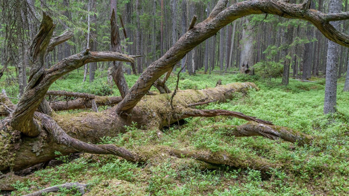 Metsien lajistosta ja monimuotoisuudesta kerätään kesällä laajaa aineistoa.