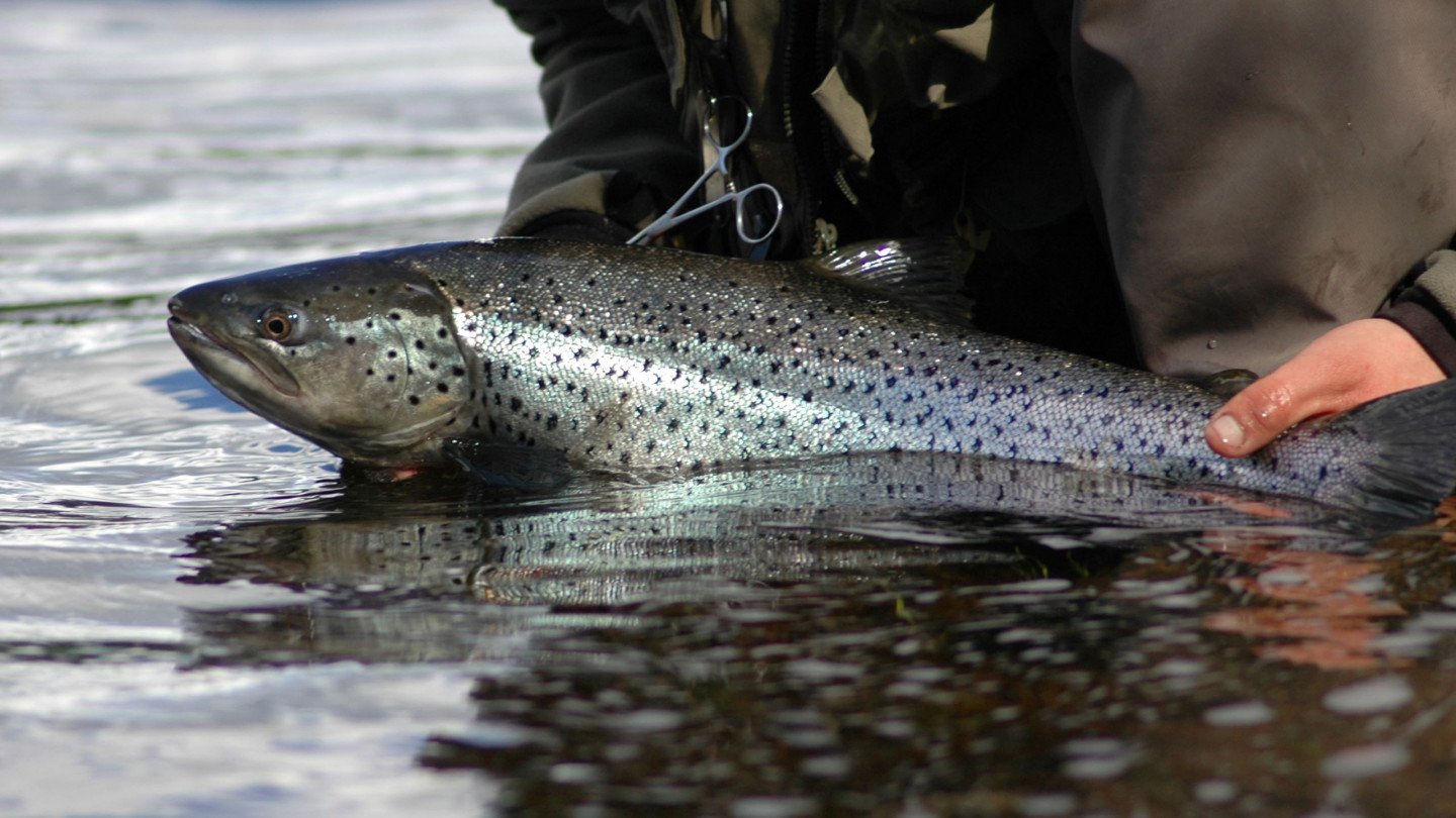 Salmonid fishes use different mechanism to defend against parasite ...