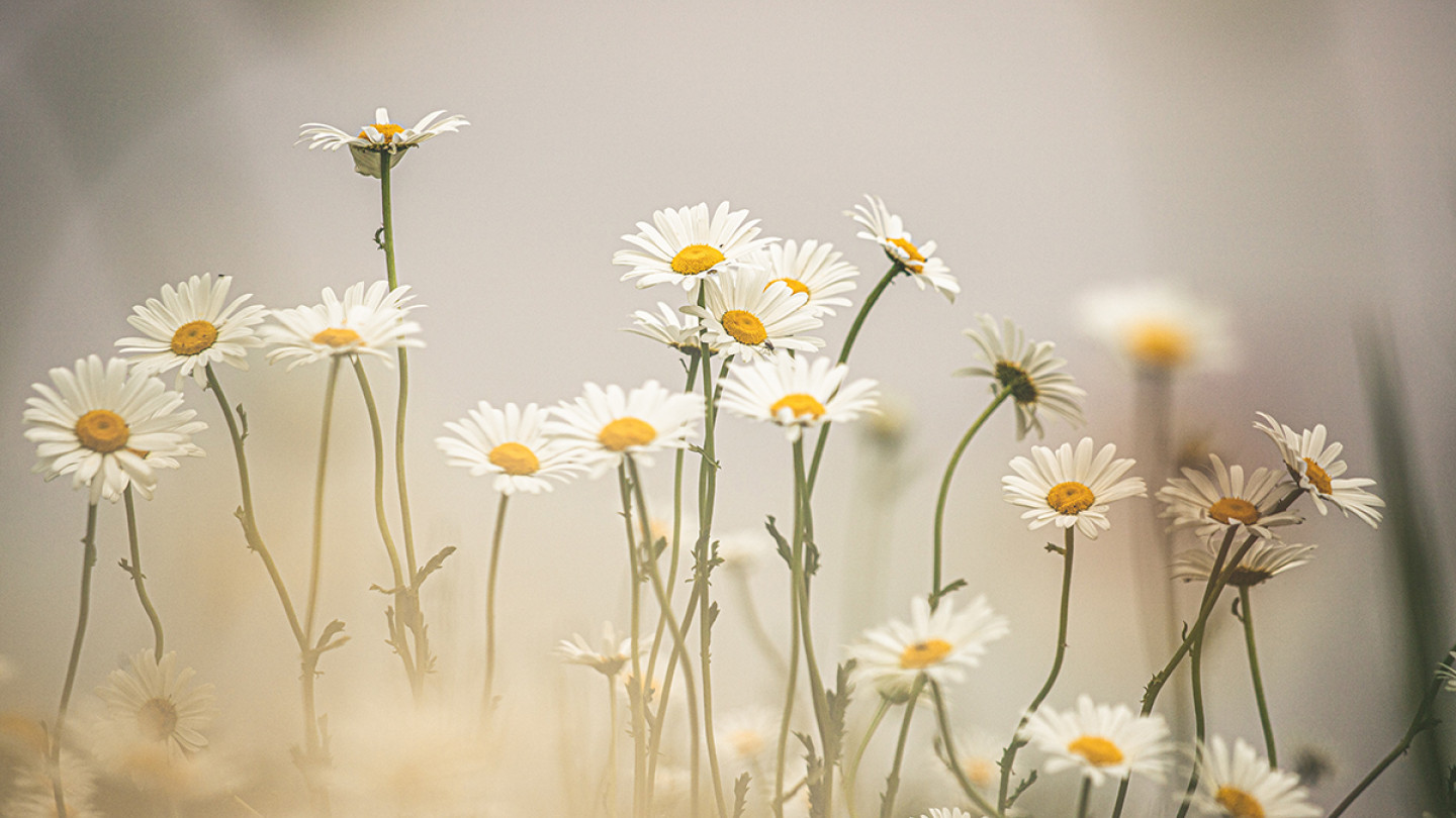 Opiskele kesällä sinulle sopivalla tavalla: Nauti opinnoistasi, nauti kesästä!