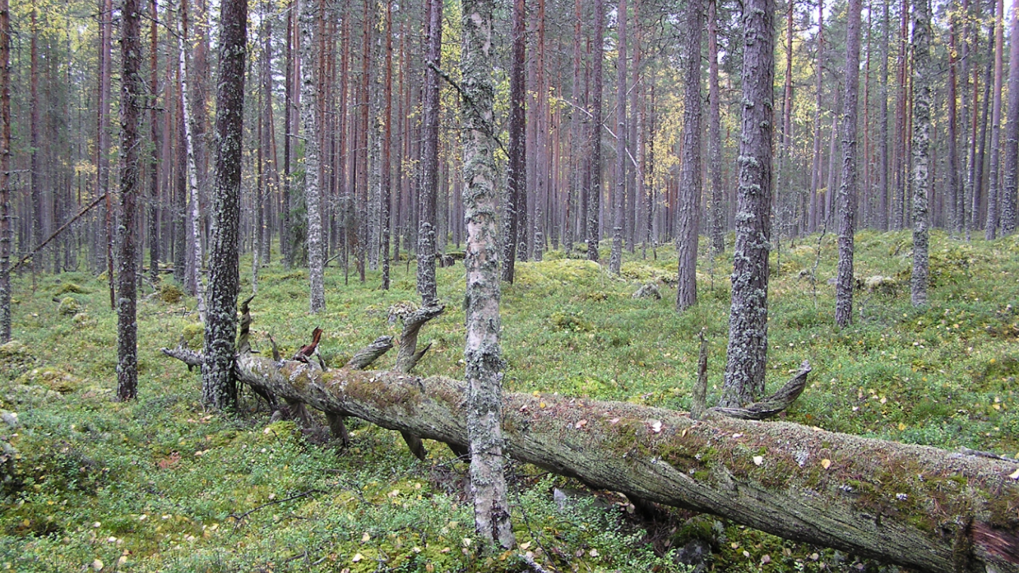 Kaikki metsien kestävästä käytöstä kiinnostuneet voivat osallistua uuteen hankkeeseen.