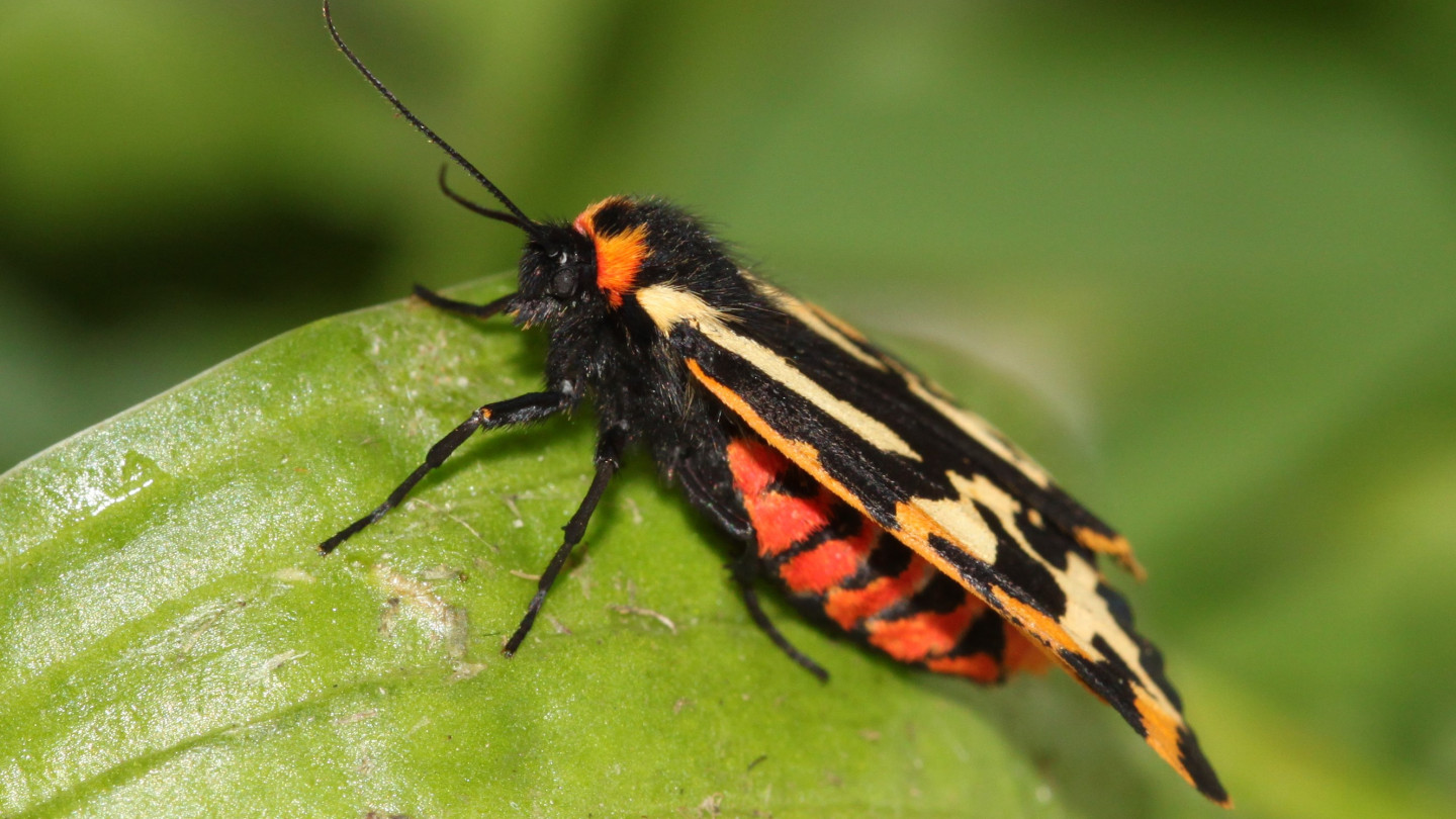 A female wood tiger moth. Photo: Miriam Henze