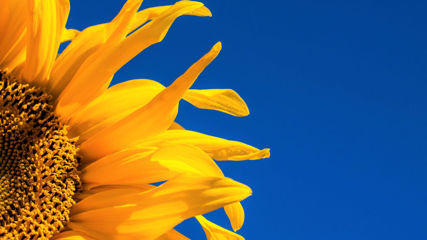 Ruotsin opiskelu starttaa valmentavalla kurssilla hyvin, vaikka edellisistä kielen opinnoista olisi jo tovi aikaa. Tervetuloa kertaamaan ydinasiat!