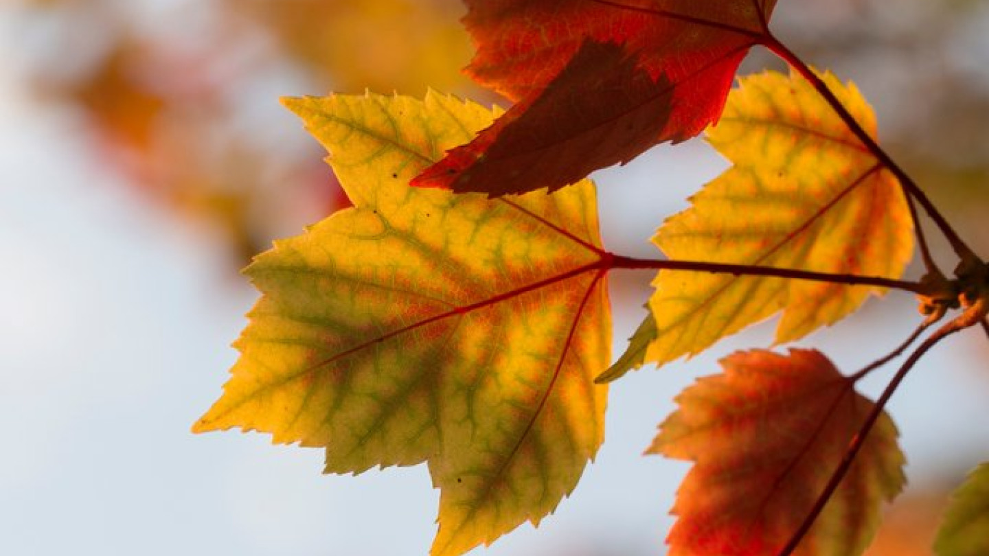 Valinnat tehtiin TSV:n syyskokouksessa.