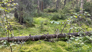 Ennallistettu suometsä Kuusimäki, Suomi