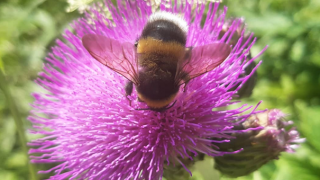 Bumblebee
