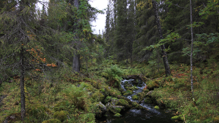 Suomalainen metsä. Kuva: Rémi Duflot 