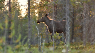 Metsä ja hirvi kuvituskuva