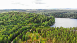 Metsä järvi kuvituskuva