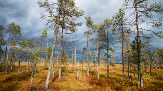 Suometsä