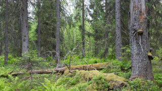 Suomalainen metsä
