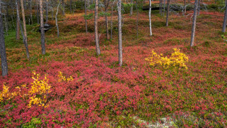syksyinen metsämaisema