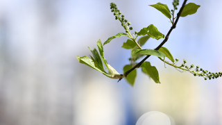 Kukkakuvituskuva