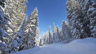 Hankkeiden tavoittena on muun muassa tukea tehokasta hiilen sidontaa metsäteollisuudessa.