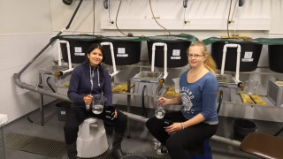 Raakun poikaset ovat kehittyneet lohien ja taimenten poikasten kiduksissa Jyväskylän yliopiston Konneveden tutkimusaseman altaissa. Tutkimusasvustajat Sabrina Nykänen (vas. ) ja Hanna Suonia keräävät poikasia kasvatukseen. Kuva: Annina Björlund