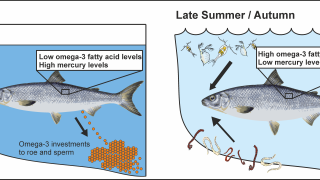 European whitefish transfer omega3 fatty acids, but not mercury, into gonads.  This transfer decrease muscle fatty acid and increase mercury concentration. In turn  during the summer growing season, fatty acid concentrations increase, and mercury  levels decline. Credit: University of Jyvaskyla/Ossi Keva