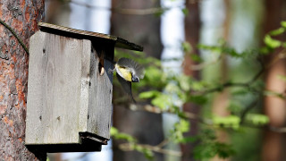 Linnut, pöntöt ja lintutietäjät kuuluvat kesään.