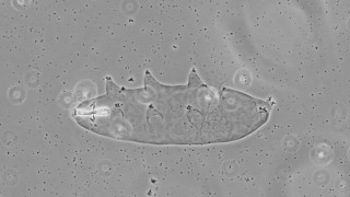 Macrobiotussuvun karhukainen. Kuva: Hennariikka Mäenpää.