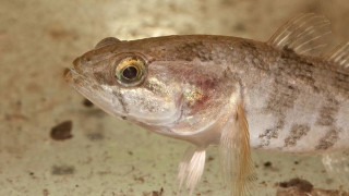 Haitallisen vieraslajin, rohmutokon, vaikutuksia vesistöön käsitellään kalatautkimuspäivillä. Kuva: Wikimedia/Perccottus_glenii_head/Petrtyl. Tekijänoikeudet CC BYND 2.0 –lisenssin mukaisesti.