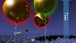 BSA proteiinilla suojattuun kultapintaan hiuspinniDNA:lla kiinnitettyjä kultananohiukkasia ohjataan ulkoisella sähkökentällä samalla, kun niiden etäisyyttä pinnasta ja siten myös DNA:n muotoa tarkastellaan optisesti plasmoniresonanssin muutoksen eli värin avulla.