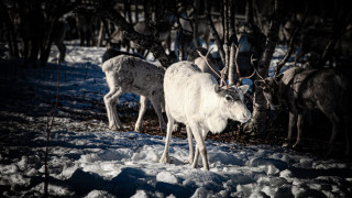 Ilmastonmuutos vaikuttaa poronkasvatukseen paitsi runsaslumisuuden, myös lumipeiteajan lyhenemisen kautta. Kuva: Robert Fox